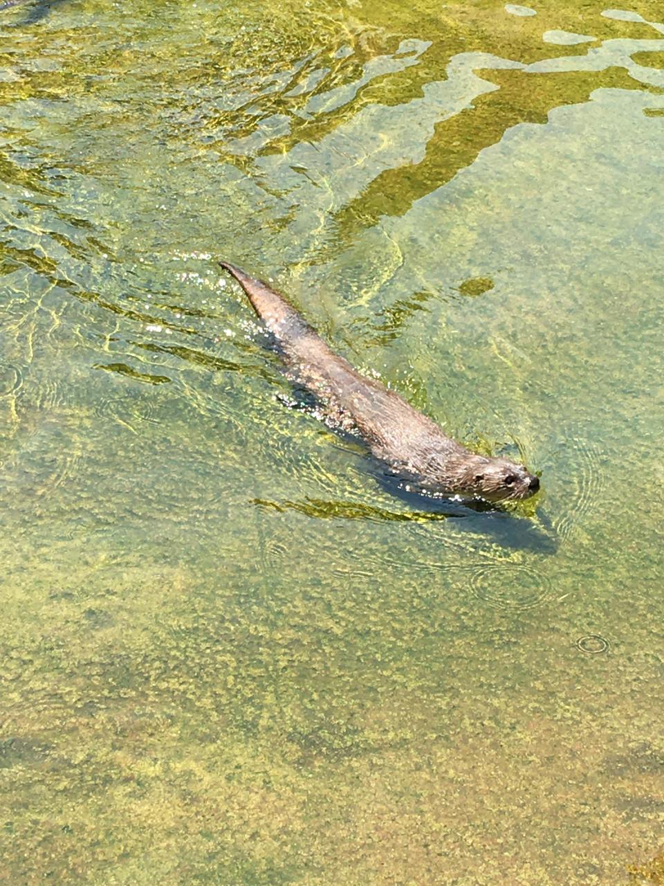 One of the sea otters at the Buttonwood Park Zoo.