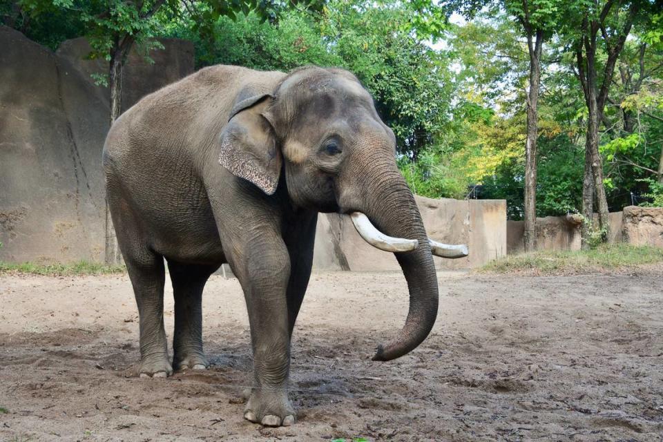 Raja, an Asian elephant at the Saint Louis Zoo