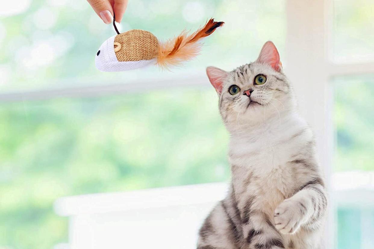 cat playing with feather toy set gift for cats