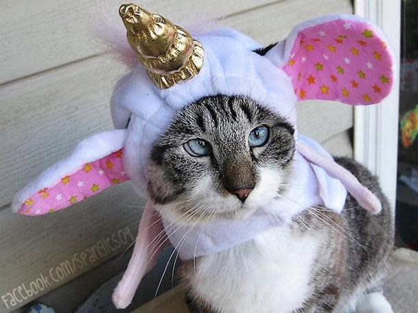 Spangles dressed up as a unicorn.