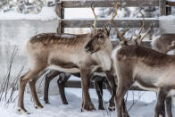 In this Saturday, Nov. 30. 2019 photo, reindeer in a corral at Lappeasuando near Kiruna await to be released onto the winter pastures. A collaboration between reindeer herders and scientists is attempting to shed light on dramatic weather changes and develop tools to better predict weather events and their impacts. Unusual weather patterns in Sweden’s arctic region seem to be jeopardising the migrating animals’ traditional grazing grounds, as rainfall during the winter has led to thick layers of snowy ice that block access to food. (AP Photo/Malin Moberg)