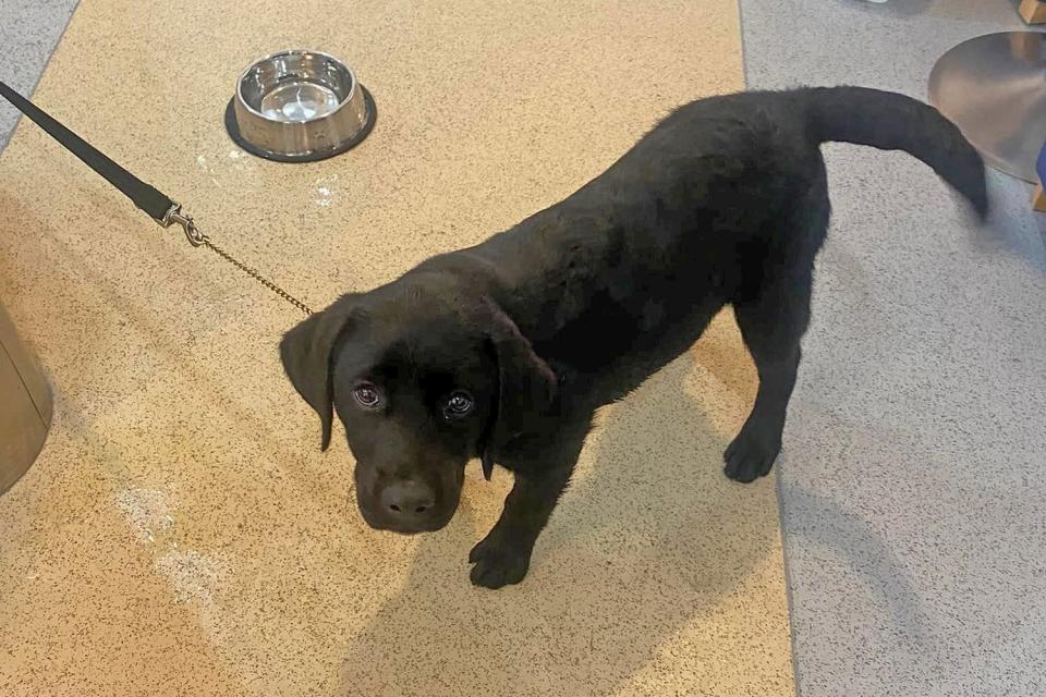 Puppies rescued from hot van