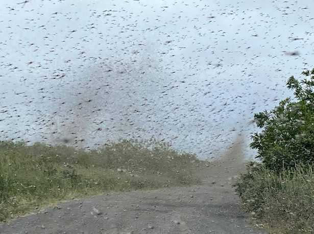 遠方空中可見一根根灰黑色的蟲柱，直通天上雲層。（圖／翻攝自西伯利亞時報）