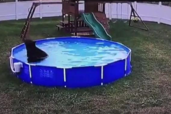 Bear cub takes a dip in family's pool