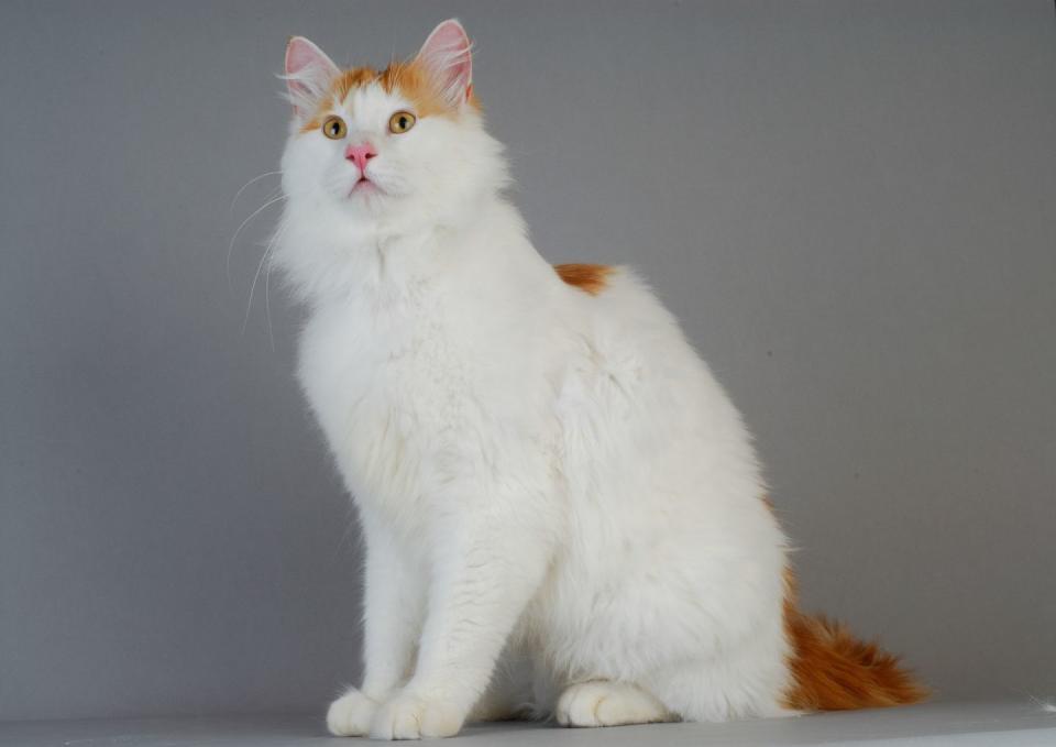 sitting white turkish van cat with orange coloring on top of head, behind the shoulders and tail