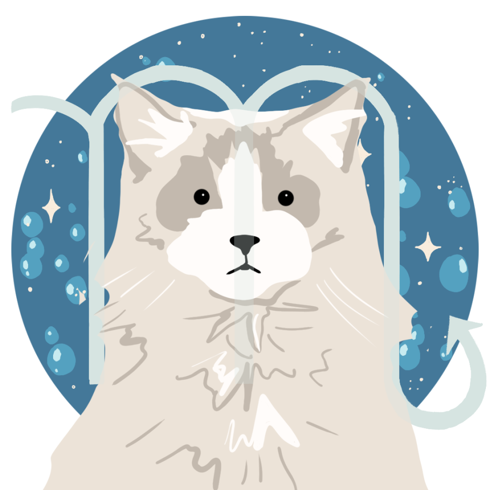 cat's zodiac sign: scorpio zodiac sign with a ragdoll cat