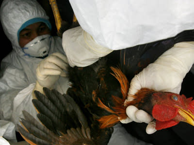 Regelmäßig versetzen Seuchen die Menschen in Panik wie hier bei der Vogelgrippe H5N1. (Bild: AFP)