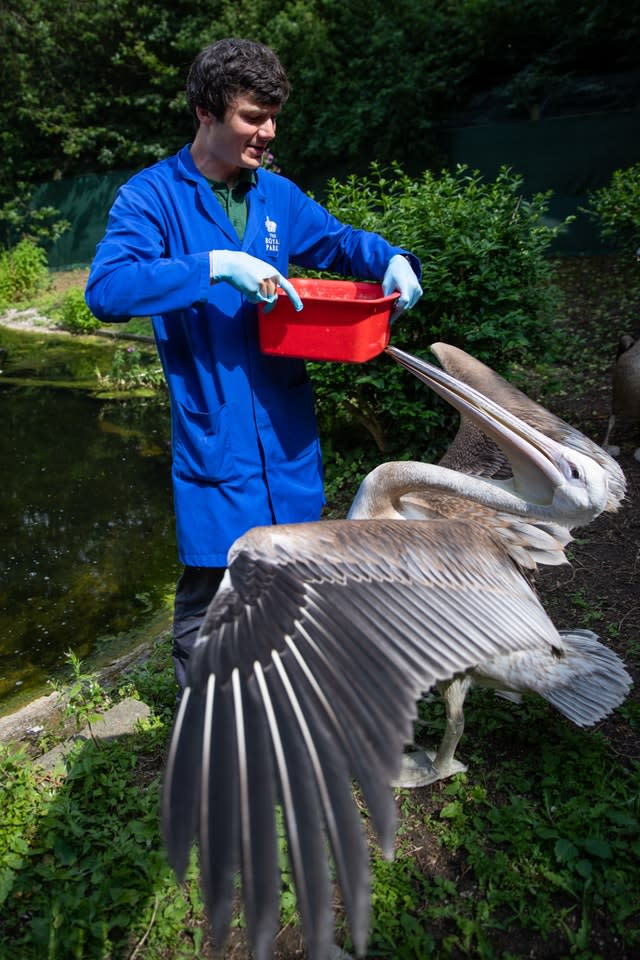 Pelicans at St James’s Park