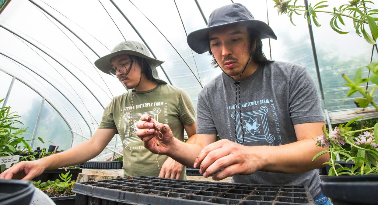 Tribal Alliance for Pollinators worker and twins, Beau (gray t-shirt) and Bryce Whetstine, transplant foxglove beard tongue (Penstemon digitalis) collected as wild seeds in Oklahoma.