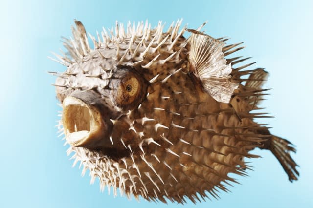 Mounted Puffer Fish