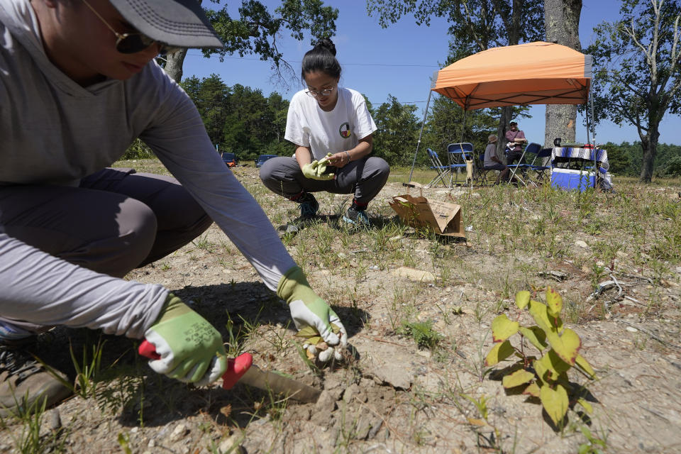 Jessica Tran, of St. Paul, Minn., left, and Fin Jones, center, of Falmouth, Mass., a member of the Mashpee Wampanoag tribe, right, work to remove invasive plant species at the Wampanoag Common Lands project, in Kingston, Mass., Tuesday, Aug. 2, 2022. The project by the Native Land Conservancy is among efforts by tribes and other Native groups nationwide to reclaim and repair lands altered by western civilization. (AP Photo/Steven Senne)