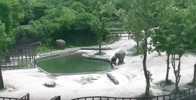 Elephants rescue baby that falls into zoo pool