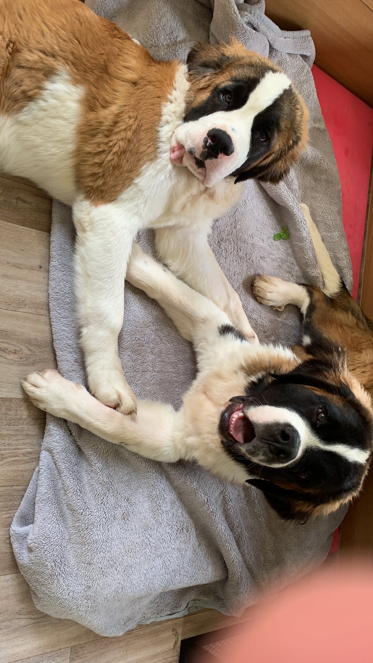 Rachel Adams was initially happy with her new St Bernard puppies. But after two attacks, she took the decision to have them put down (Courtesy Rachel Adams / SWNS)