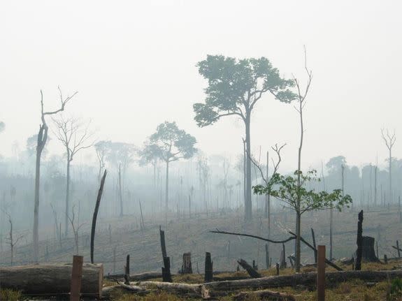 During the last half century, the seemingly endless Amazon has lost at least 17 percent of its forest cover, according to WWF. Shown here, a burnt Amazon forest.