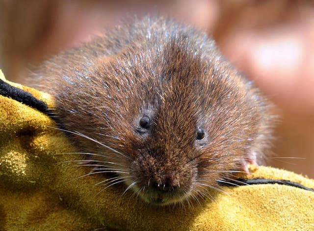 Water vole 