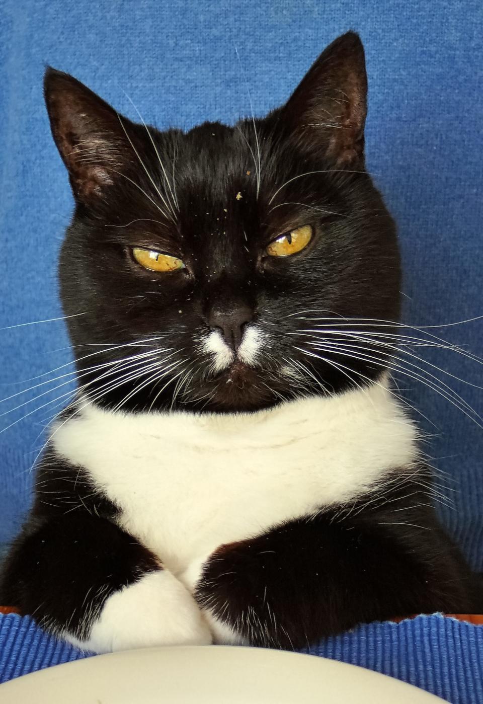 A grumpy-looking black and white cat sits with its arms folded.