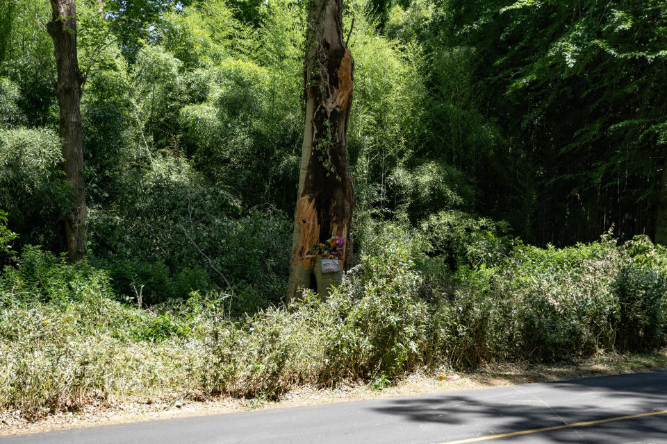 The remaining portion of the American Beech tree that fell on the Biltmore Estate on June 17, killing NYC firefighter Casey Skudin.