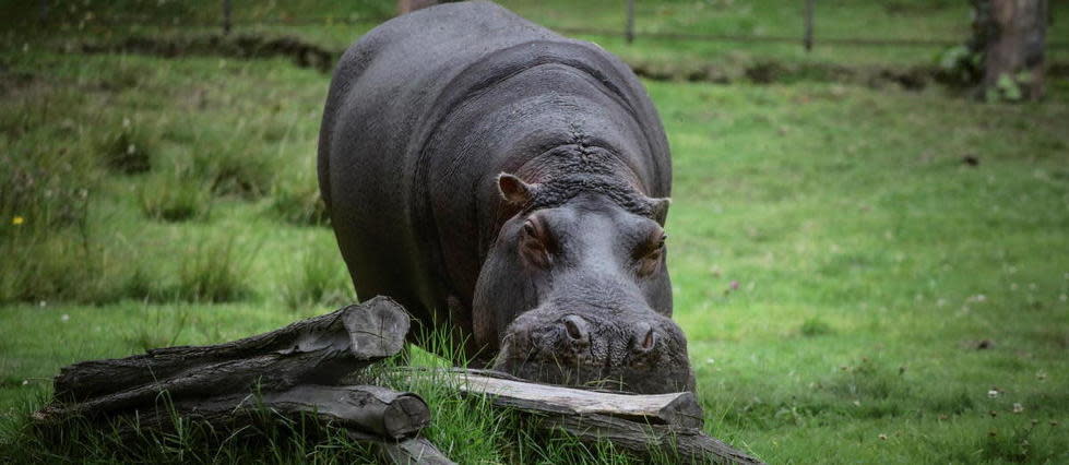 Deux hippopotames du zoo d'Anvers ont été testés positifs au Covid-19.
