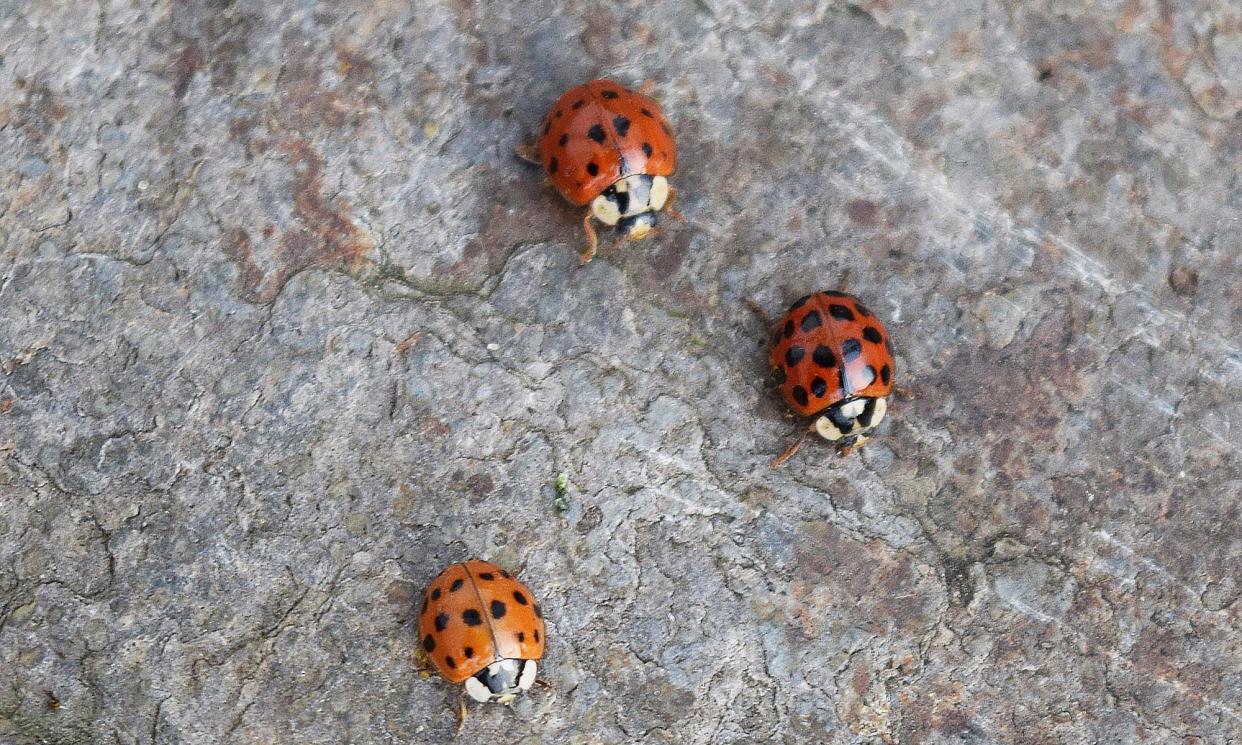 <span>Harlequin ladybirds released outside.</span><span>Photograph: Charlie Elder</span>