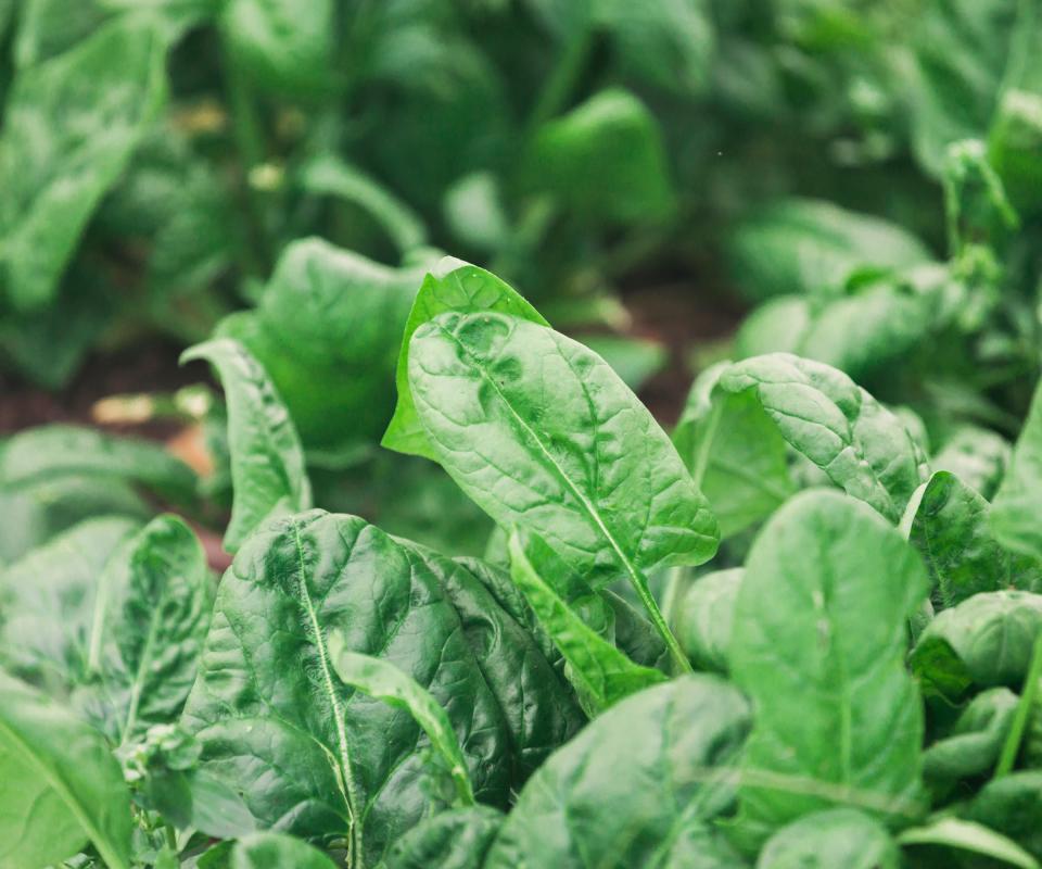 A collection of spinach plants