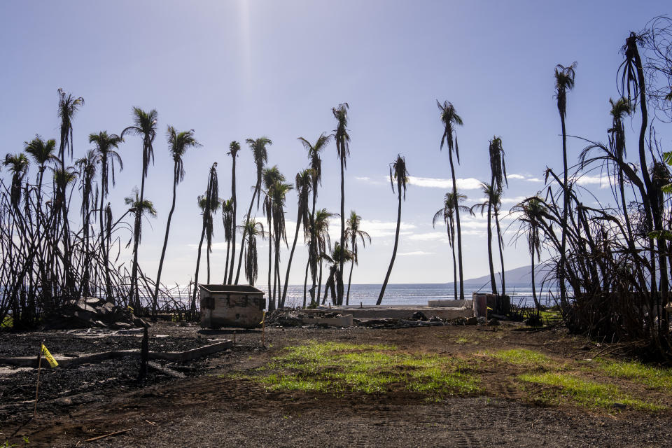 Wilted palm trees line a destroyed property, Friday, Dec. 8, 2023, in Lahaina, Hawaii. Recovery efforts continue after the August wildfire that swept through the Lahaina community on Hawaiian island of Maui, the deadliest U.S. wildfire in more than a century. (AP Photo/Lindsey Wasson)