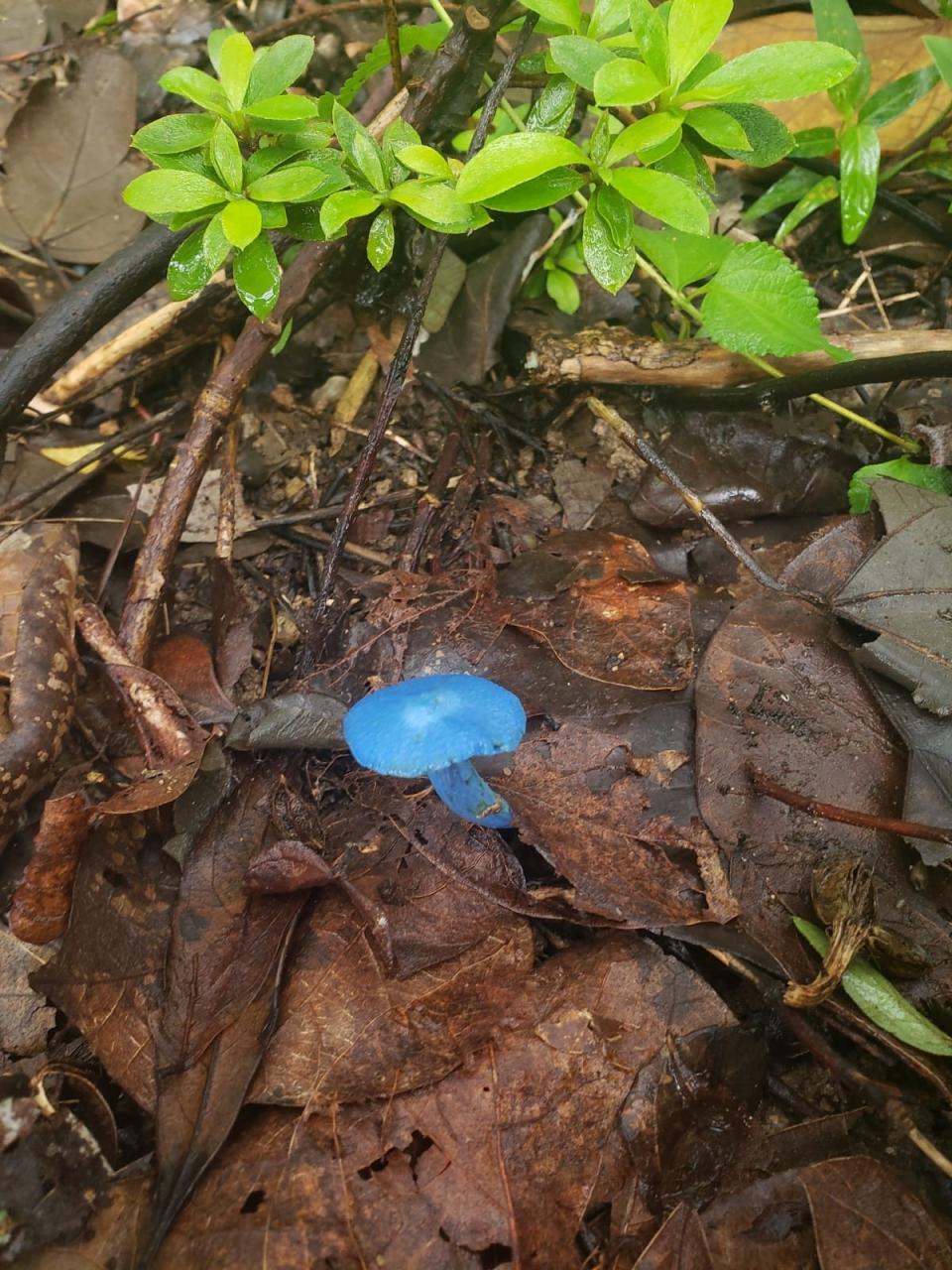 a blue mushroom