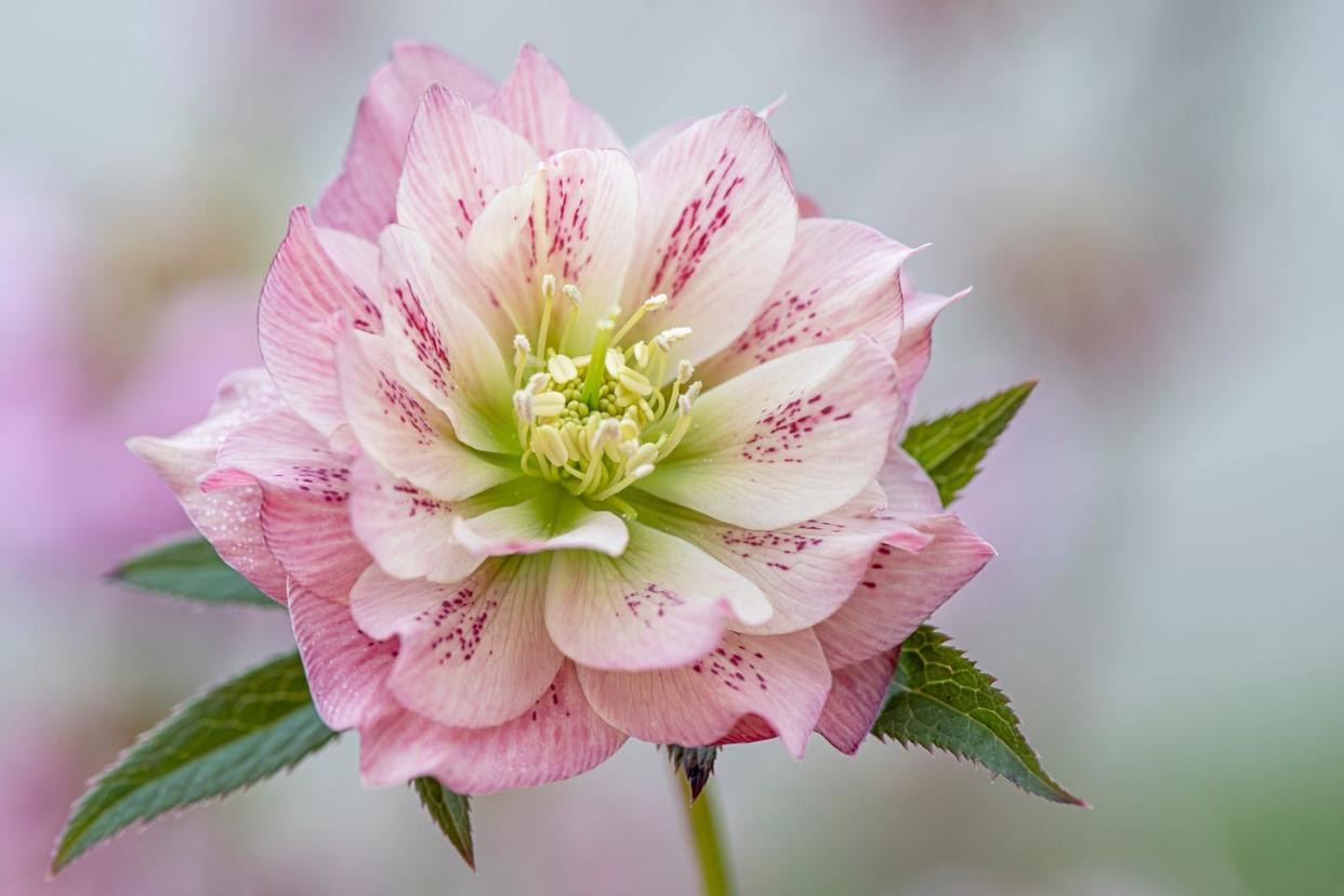 winter flowers hellebore