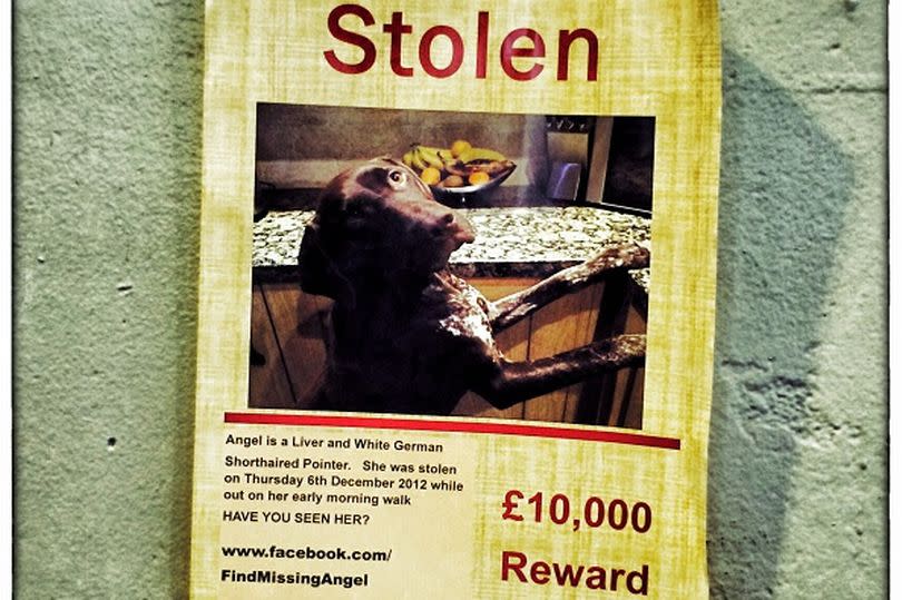 Dogs are being stolen to order