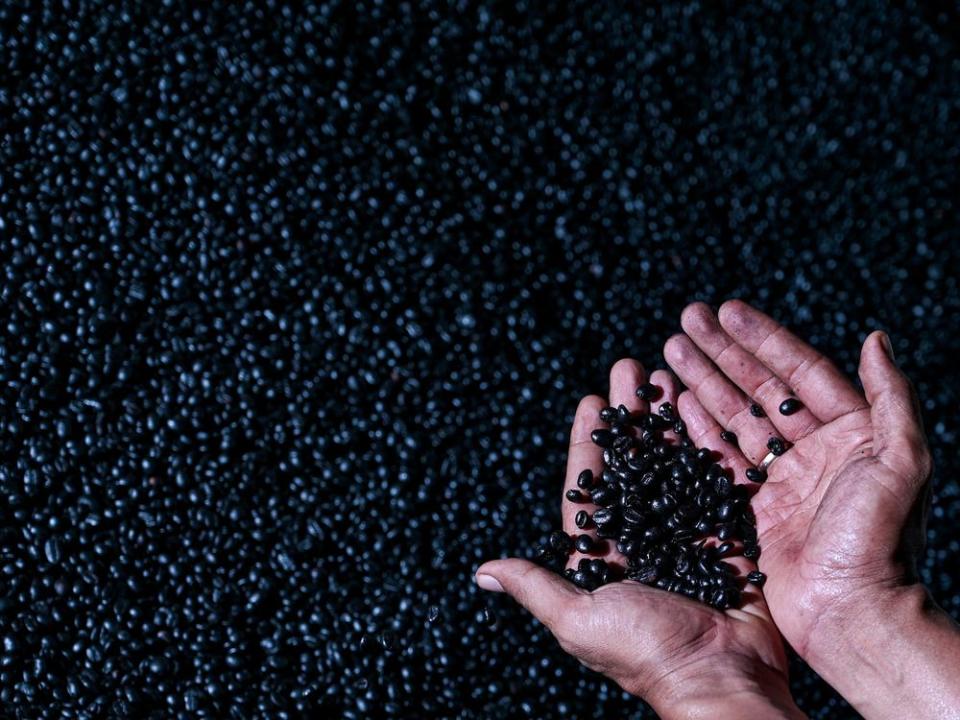  A man inspects robusta coffee beans in Indonesia.