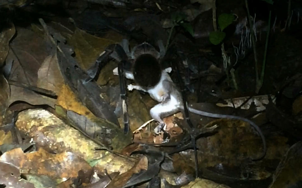 Tarantula eats opossum