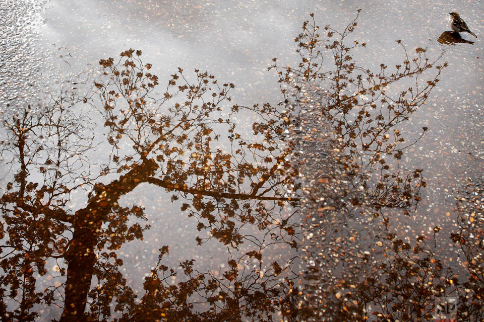 Washington cherry blossoms