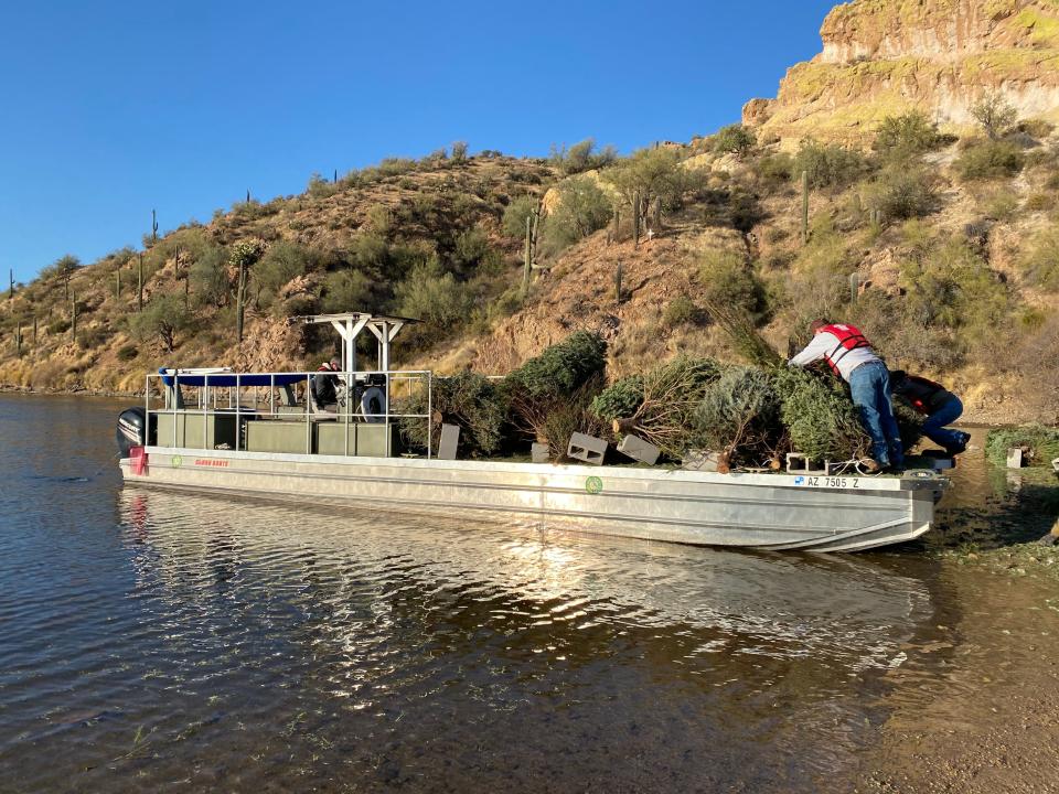 Christmas trees are loaded onto the bow of the boat on the shore of Saguaro Lake, where they will become fish habitat.