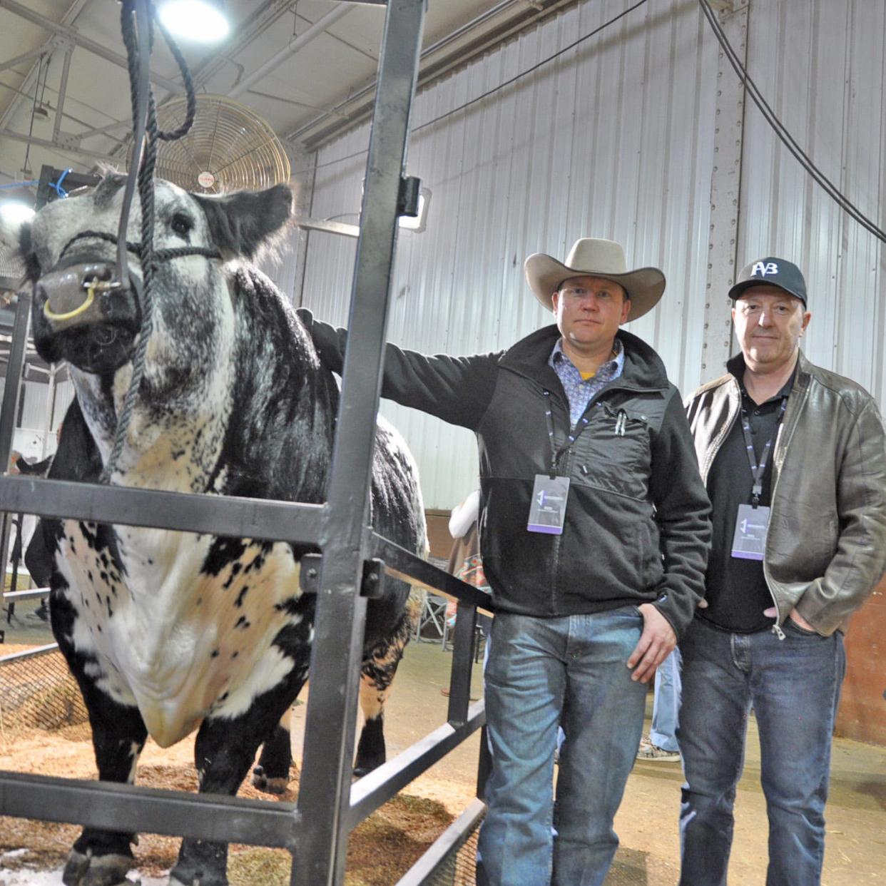 Canadian rancher Jason Goodfellow, left, and Australian rancher Peter Alexander stand next to a prized Speckle Park bull. The moderate framed, easy fleshing breed originated in Saskatchewan and is now building a following in the U.S.