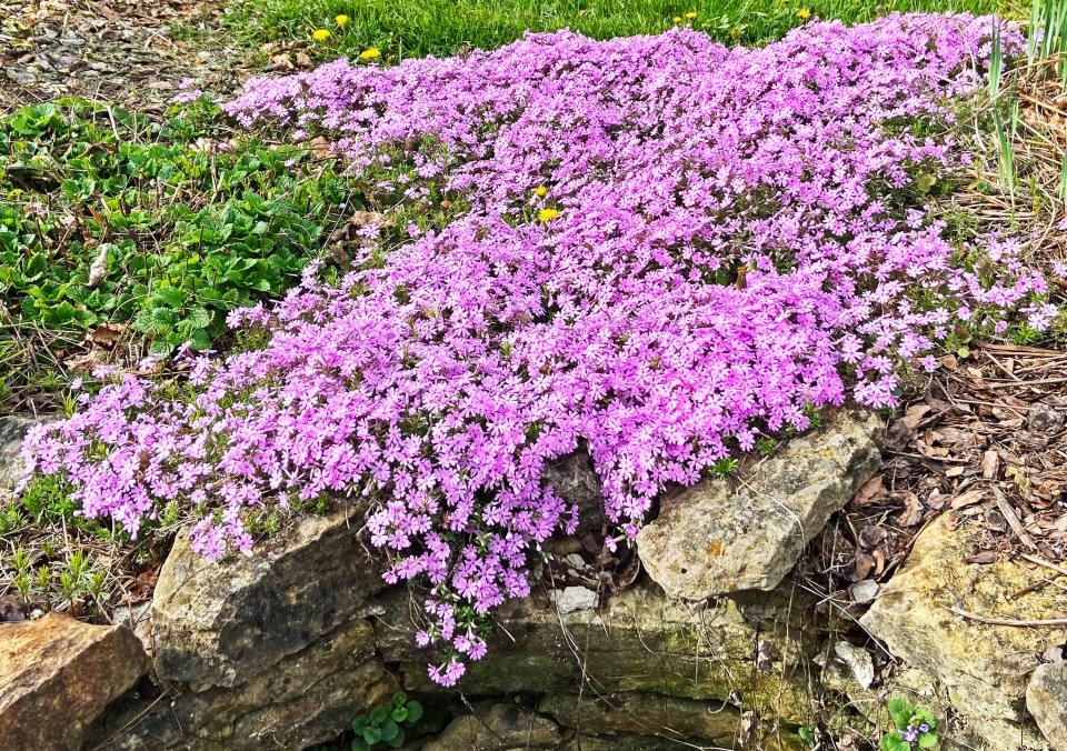This showy ground cover of creeping Phlox likely started with just one healthy plant.