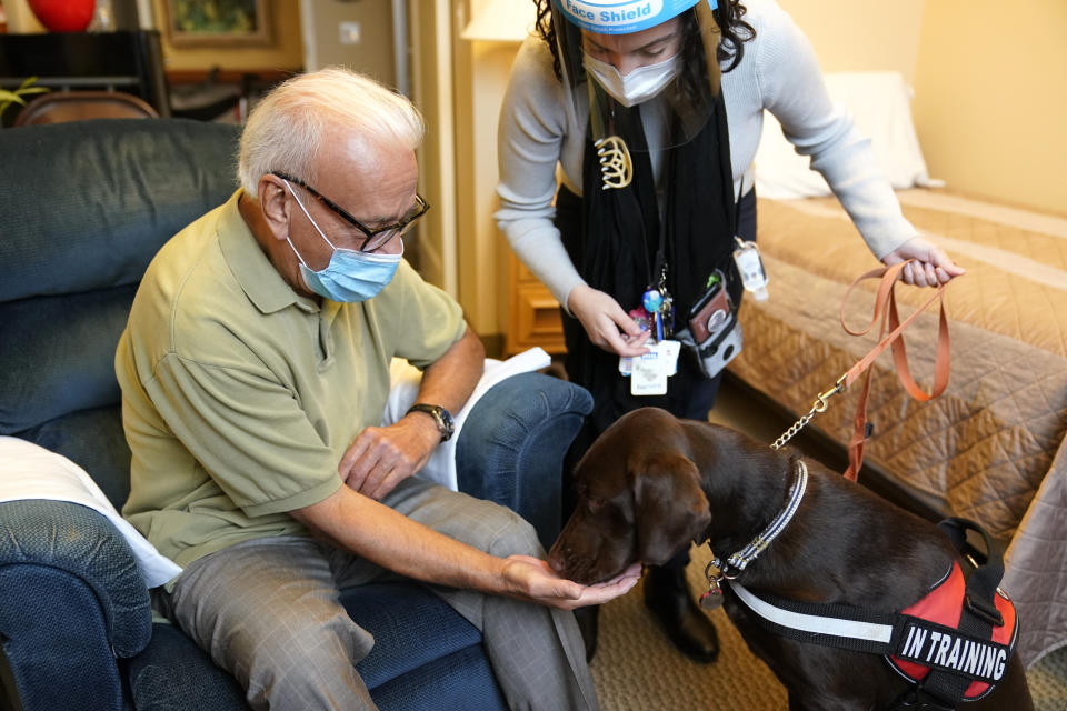 Kida, a chocolate Labrador, visits with Sal Gonzales, 79, in his room at The Hebrew Home at Riverdale in New York, Wednesday, Dec. 9, 2020. New dog recruits are helping to expand the nursing home's pet therapy program, giving residents and staff physical comfort while human visitors are still restricted because of the pandemic. (AP Photo/Seth Wenig)