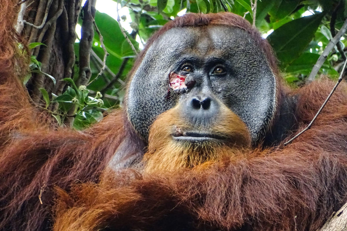 Po raz pierwszy widziano orangutana leczącego ranę rośliną leczniczą