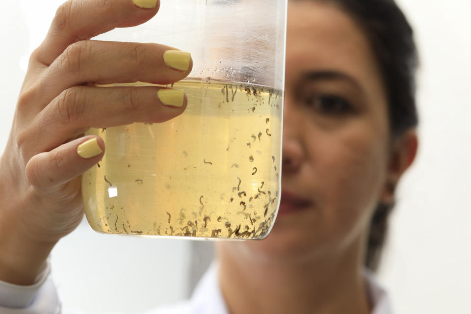 Coordinator Marlene Salazar holds a jar of mosquito larvae floating in water at the World Mosquito Program factory in Medellin, Colombia, Thursday, Aug. 10, 2023. The factory breeds 30 million mosquitoes per week. (AP Photo/Jaime Saldarriaga)