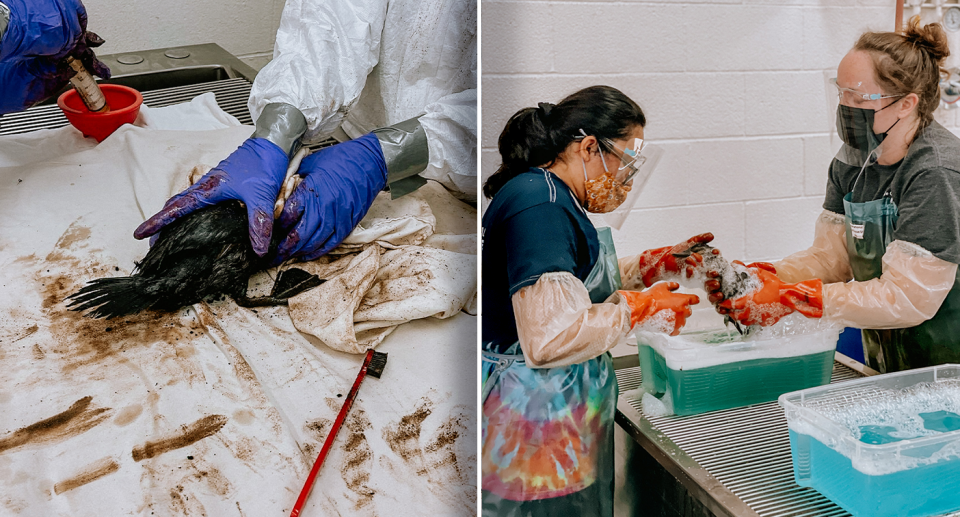 Left - an oiled duck on a white sheet being held in gloved hands. Right - two specialists washing down the oiled duck.