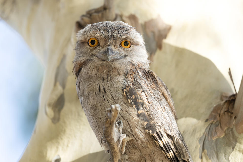 A tawny frogmouth in a tree.