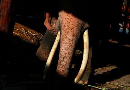 Plai Ekachai, 33, who will become the first “white” elephant to be discovered under the reign of King Rama X, also known as Maha Vajiralongkorn, is seen in Maha Sarakham, Thailand April 25, 2019. REUTERS/Soe Zeya Tun