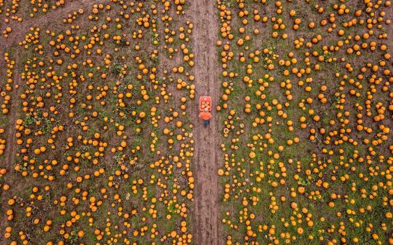A drone image of one of the largest pumpkin farm in the UK (SWNS)