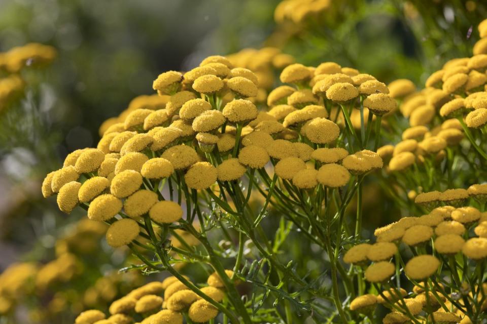 tansy tanacetum vulgare