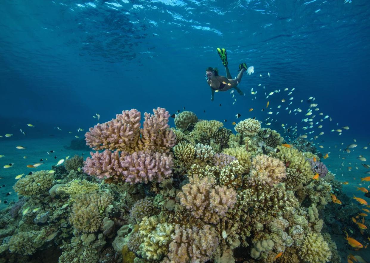 <span class="caption">Many places have banned sunscreens with certain chemicals in an attempt to help protect coral reefs.</span> <span class="attribution"><a class="link " href="https://www.gettyimages.com/detail/photo/egypt-red-sea-hurghada-teenage-girl-snorkeling-at-royalty-free-image/932631960?adppopup=true" rel="nofollow noopener" target="_blank" data-ylk="slk:Westend61 via Getty Images;elm:context_link;itc:0;sec:content-canvas">Westend61 via Getty Images</a></span>