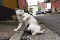 <p><span>The photographer continued to develop his unnamed series, sometimes bringing more than one cat into the equation. </span>(Photo: Hisakata Hiroyuki/Caters News) </p>