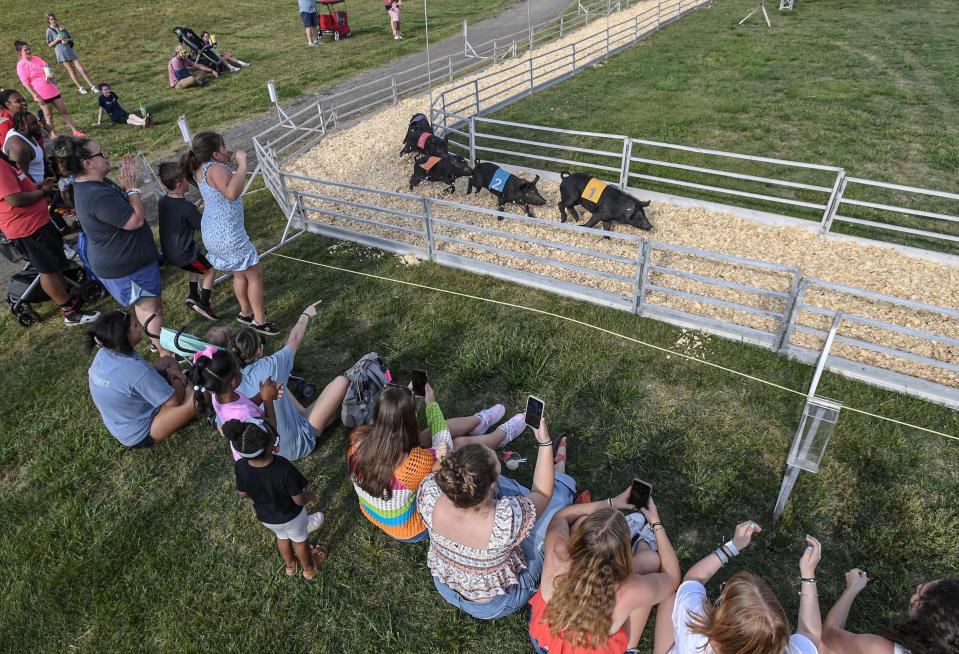 People watch pigs race at the Rosaire's Royal Racers show, during the Great Anderson County Fair at the Anderson Sports and Entertainment Complex in Anderson, S.C. Thursday, May 2, 2024.