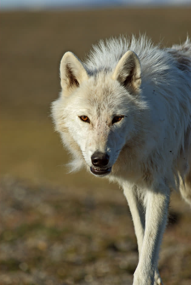 <b>Frozen Planet, BBC One, Wed, 9pm</b><br><b> Episode 3</b><br><br>Arctic wolf, Ellesmere Island, Canada. These wolves are extremely remote and unused to humans. It took the crew many weeks before the wolves would allow them to get this close.