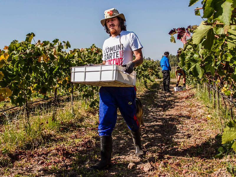 Miguel trabajando en el viñedo (Foto: #EmigranteErrático)