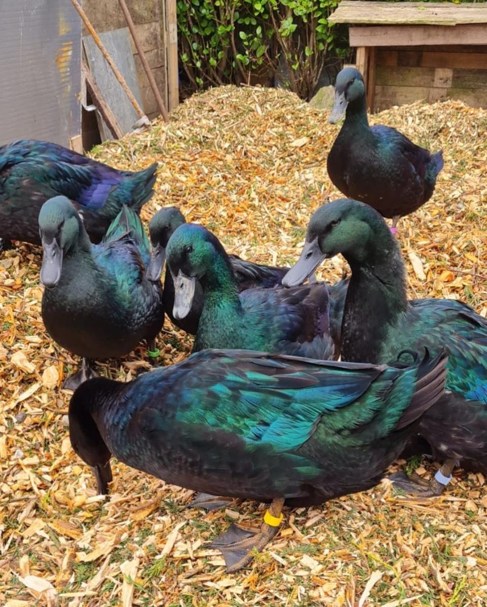 Western Telegraph: What amazing colours on these pet Cayuga ducks pictured happily hunting for grubs.