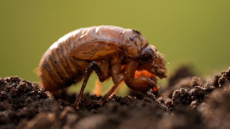 Una ninfa de cigarra periódica fue encontrada en Macon, Georgia, mientras cavaba hoyos para rosales el 27 de marzo. Pronto, surgirán miles de millones de cigarras. -Carolyn Kaster/AP