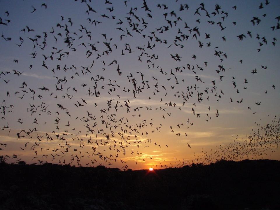 Visitors can watch hundreds of thousands of bats take flight each summer night at Carlsbad Caverns National Park.
